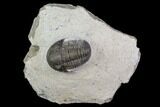 Bargain, Gerastos Trilobite Fossil - Morocco #84612-1